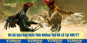 đá gà cựa dao