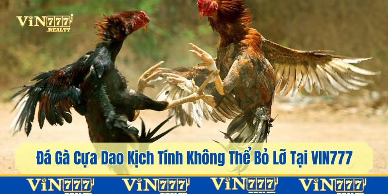 đá gà cựa dao